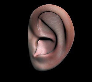 3d model human ear