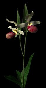 Showy Lady"s Slipper.max