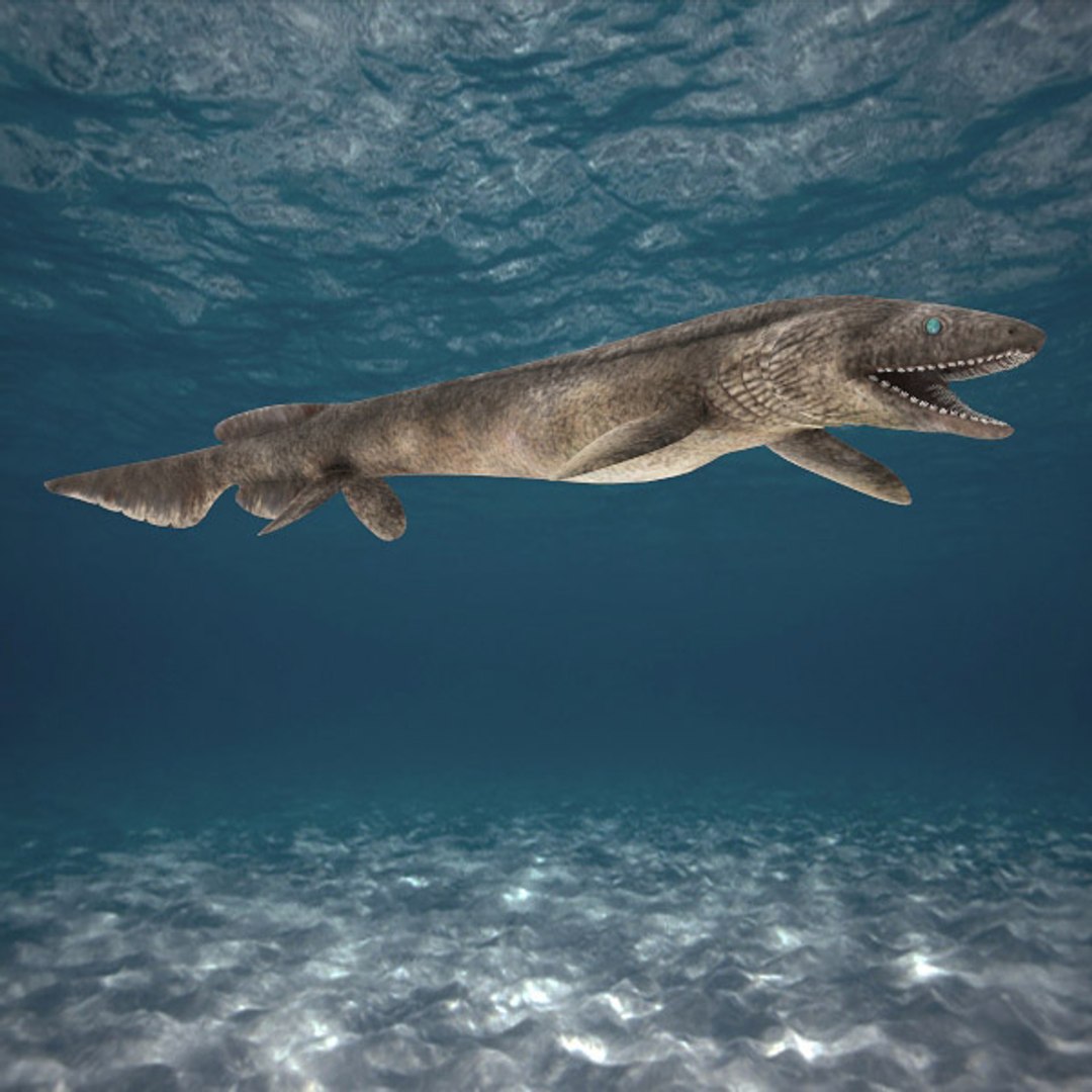 Frilled Shark 3d Model