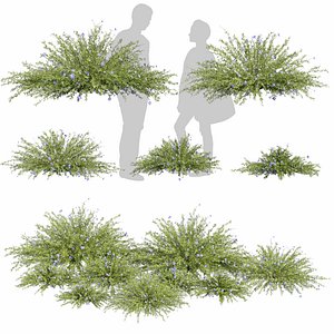 Collection plant vol 593 - Lechenaultia - Biloba - shurb - 3Ds max - Cinema 4D 3D model