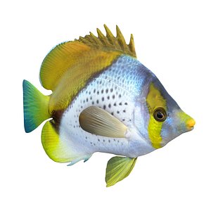 Marquesas Butterflyfish
