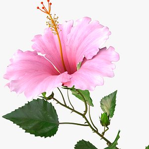hibiscus pink