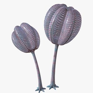3D siphusauctum gregarium