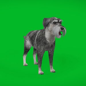 Standard Schnauzer Dog
