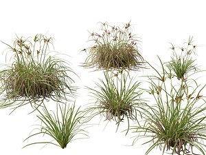 Highpoly LowPoly - Cyperus ustulatus - Giant Umbrell 3D