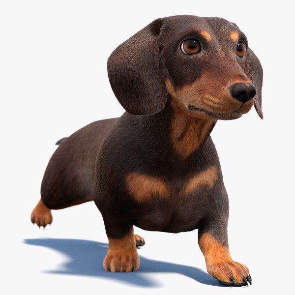 3D Animated Dachshund 3D Model Fur