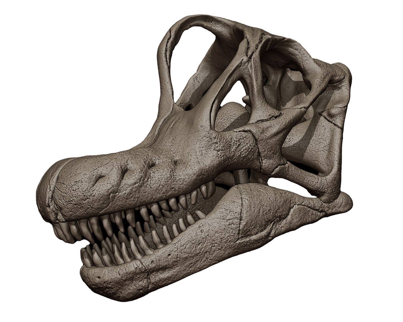 Brachiosaurus Skull 3D Print Model Model - TurboSquid 2162553