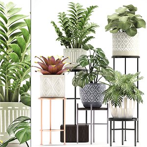 Collection of Exotic plants monsterra 342