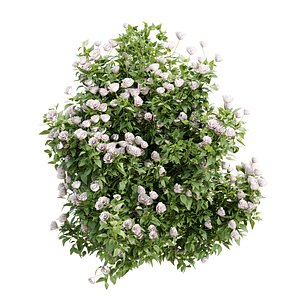 Flowering Bush Vol 349 3D