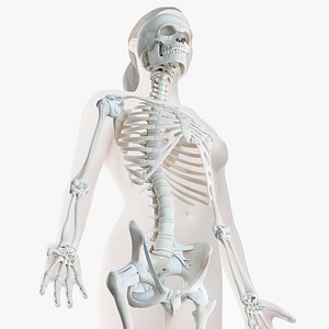 Female Skin Skeleton Rigged