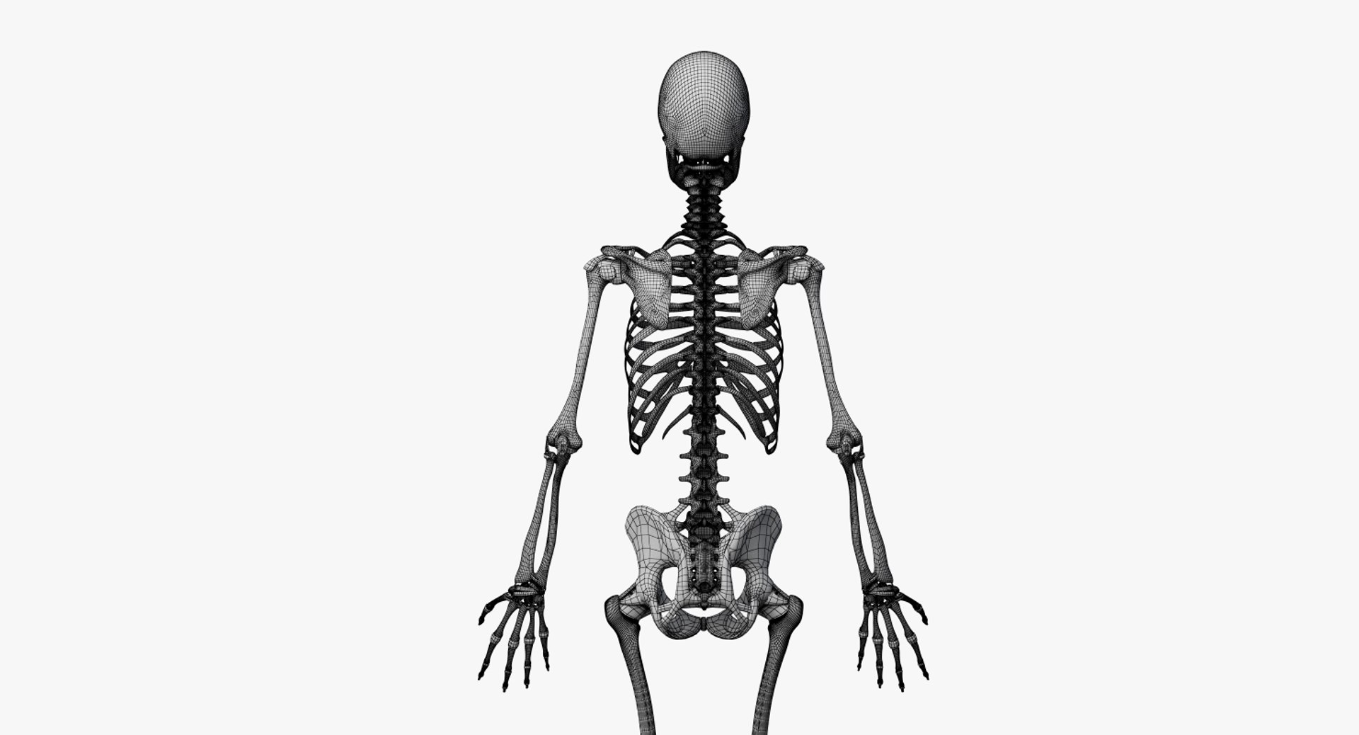 D Female Skin Skeleton Rigged Model TurboSquid