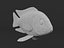 Cichlid Fish