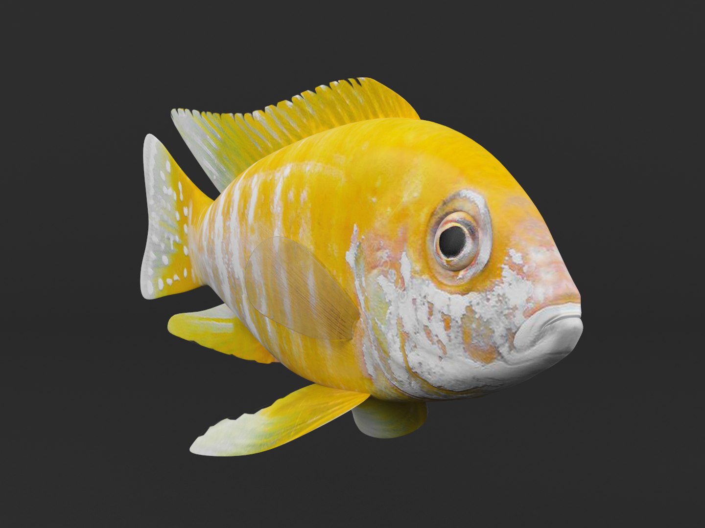 fish cichlid 3D https://p.turbosquid.com/ts-thumb/AN/lTDa0h/ohomyHns/00004/png/1601705570/1920x1080/fit_q87/7ea27b404db198d0baef46f726d0c15f8c5ec93e/00004.jpg