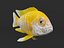 Cichlid Fish