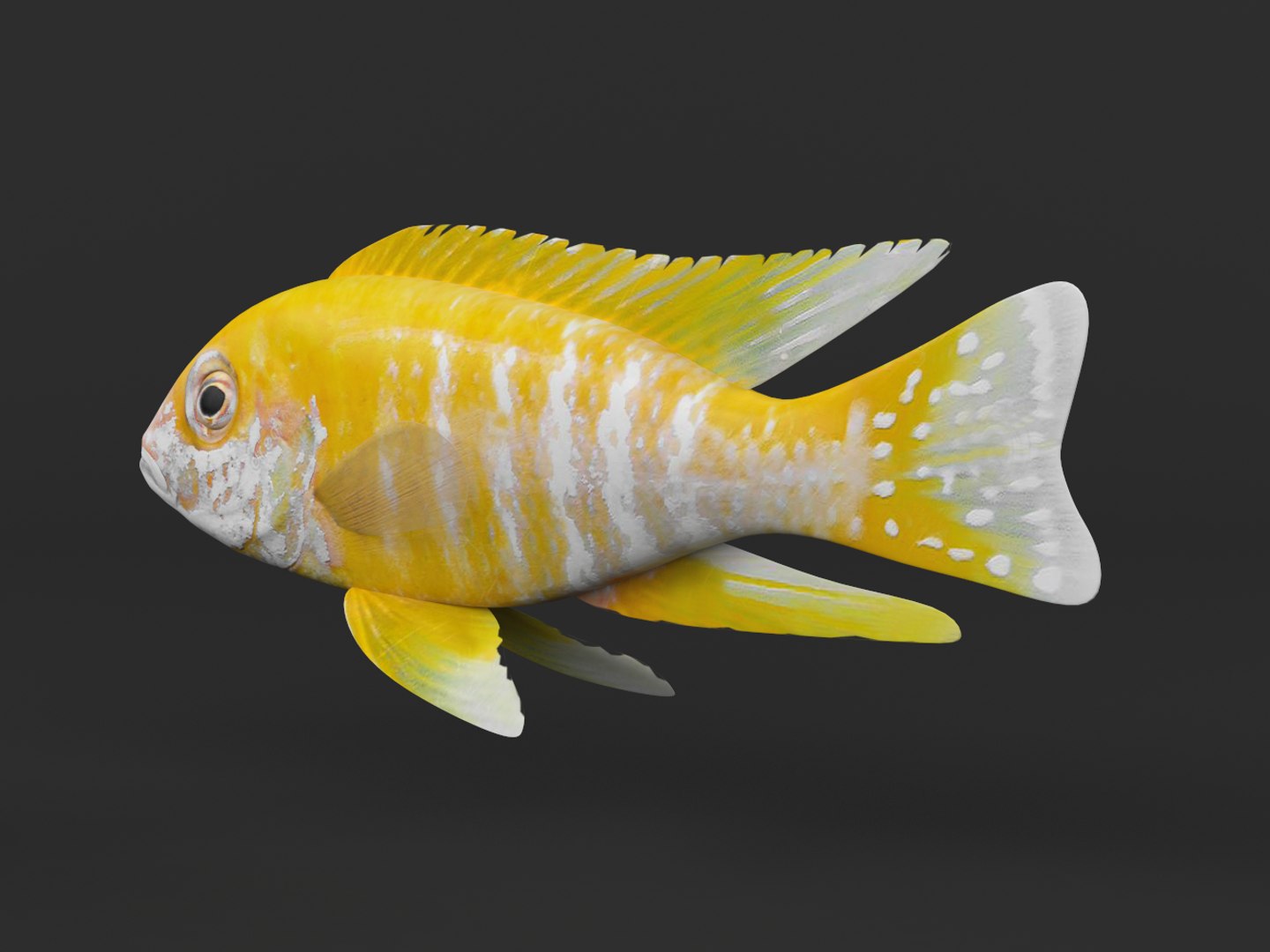 fish cichlid 3D https://p.turbosquid.com/ts-thumb/AN/lTDa0h/ootXju7n/00003/png/1601705570/1920x1080/fit_q87/13d8bcbd2f8a24f4340f808aa1d2b53cd1e48f4e/00003.jpg