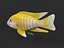 Cichlid Fish