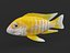 Cichlid Fish
