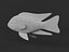 Cichlid Fish