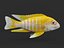 Cichlid Fish