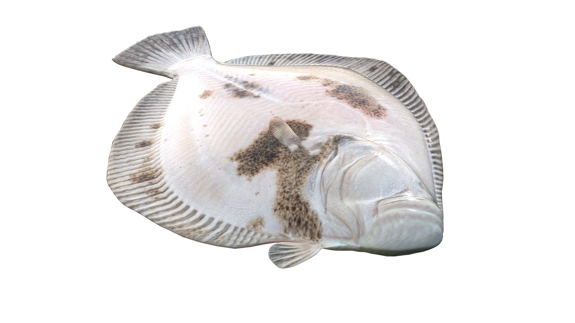 Turbot Flatfish 3D model https://p.turbosquid.com/ts-thumb/AN/oniP3k/2j/6/jpg/1776261937/1920x1080/fit_q87/8dc5d7a42042eec0d47deaba9a7ca231851b8bc0/6.jpg