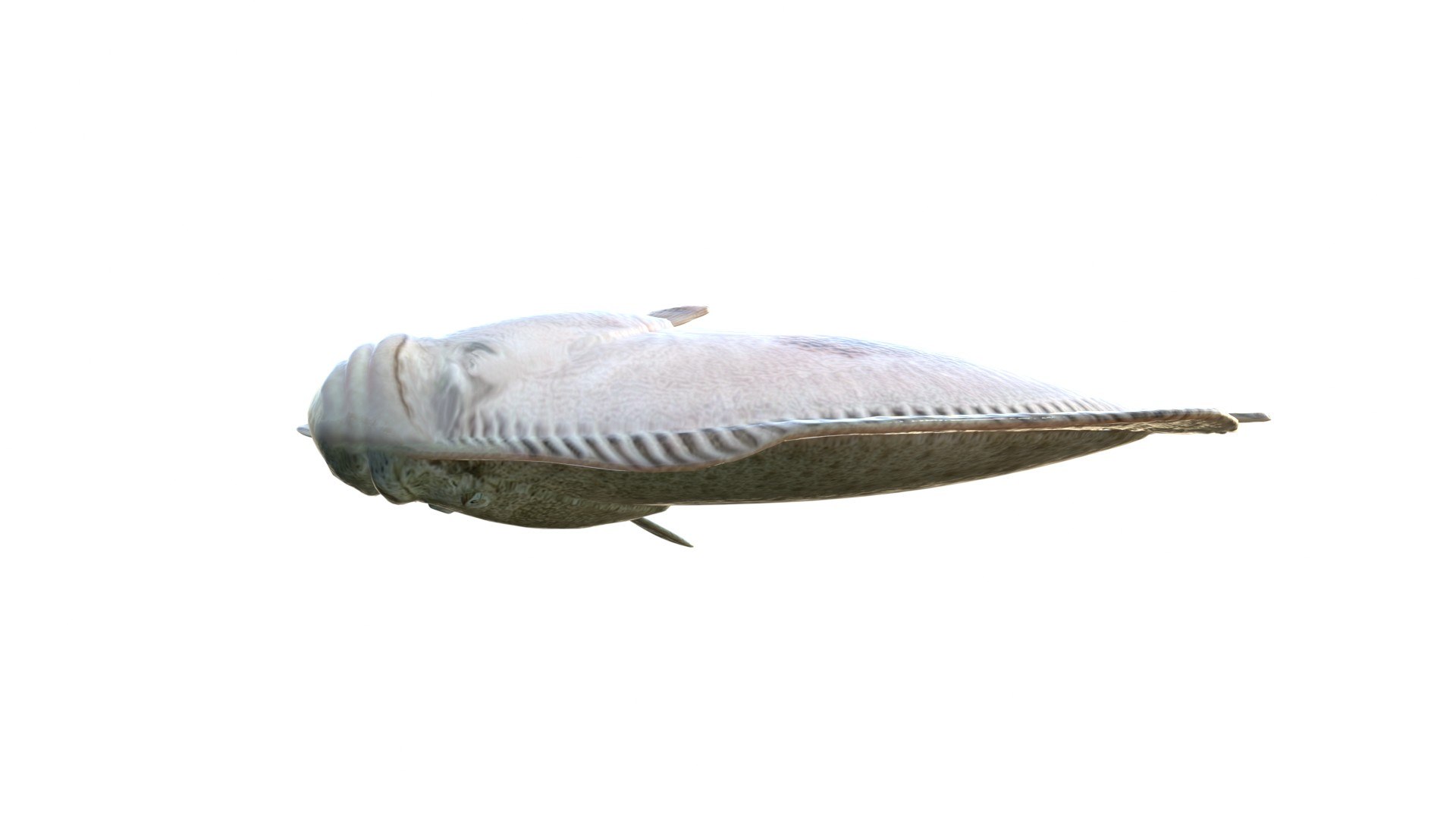 Turbot Flatfish 3D model https://p.turbosquid.com/ts-thumb/AN/oniP3k/Ki/7/jpg/1776261938/1920x1080/fit_q87/775bbb2c777b458361c31dbde00179475f6a127f/7.jpg