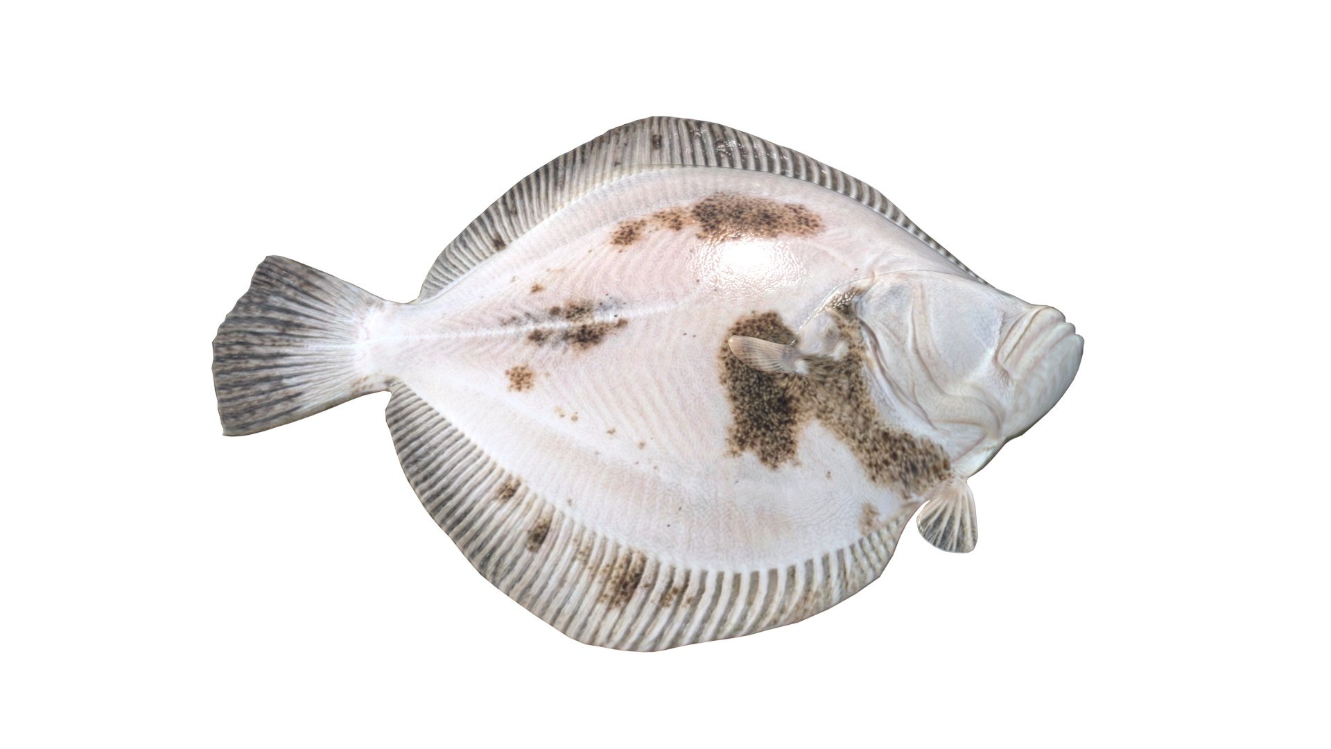 Turbot Flatfish 3D model https://p.turbosquid.com/ts-thumb/AN/oniP3k/cl/5/jpg/1776261937/1920x1080/fit_q87/b9c72d87b44993928bc2423782d7cccfd8658da4/5.jpg
