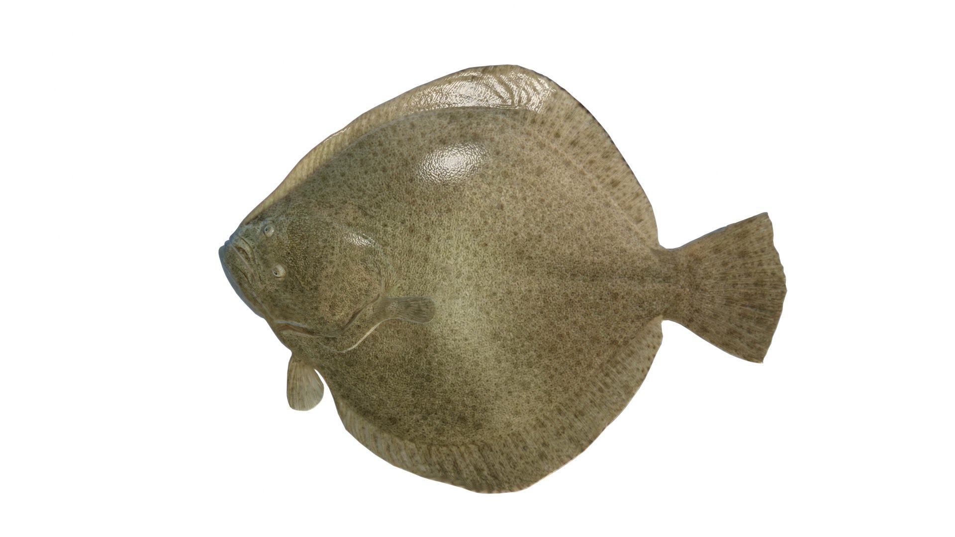 Turbot Flatfish 3D model https://p.turbosquid.com/ts-thumb/AN/oniP3k/jg/2/jpg/1776261935/1920x1080/fit_q87/904389bb88b709f5a62b50abee20d4e260e22143/2.jpg