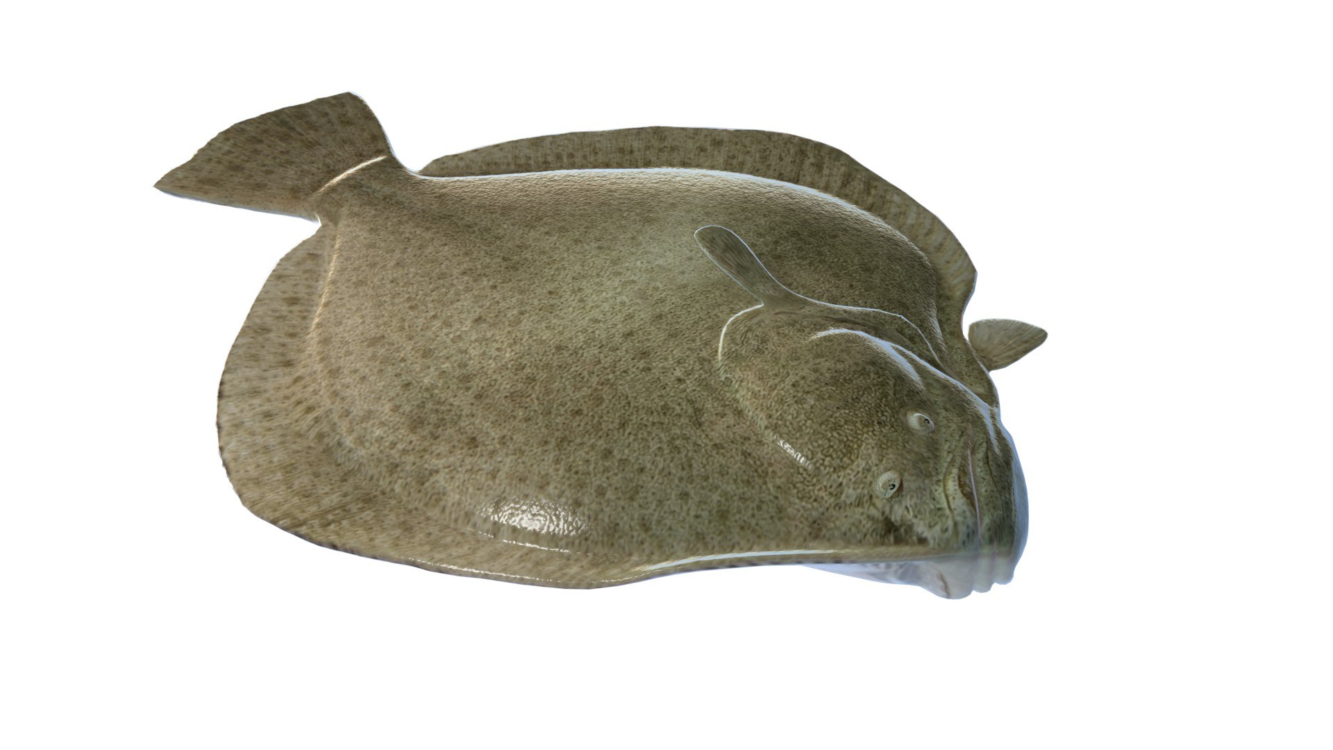 Turbot Flatfish 3D model https://p.turbosquid.com/ts-thumb/AN/oniP3k/yR/4/jpg/1776261936/1920x1080/fit_q87/a1f4cafd7611225b94a7e9ae6a91da08cf3d0a66/4.jpg