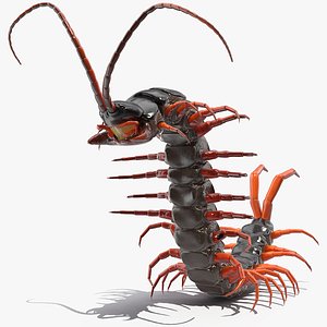 3D scolopendra subspinipes rigged