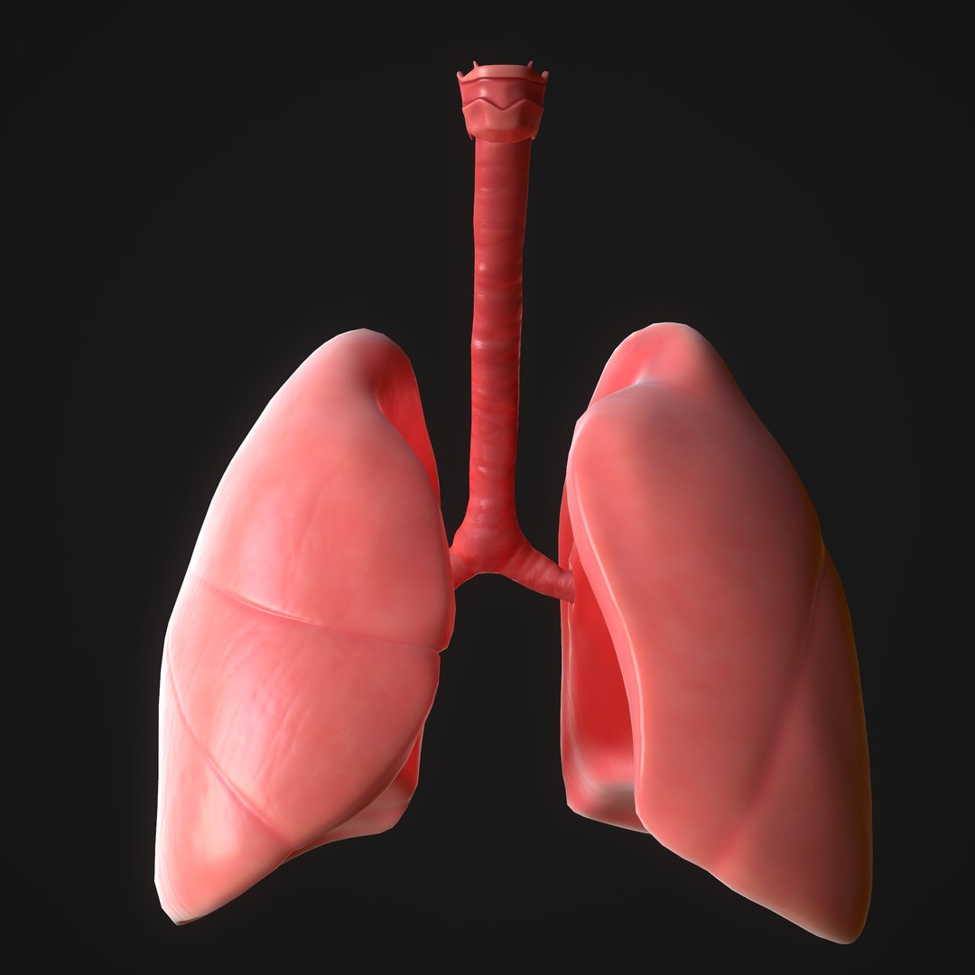 3D model human lungs - TurboSquid 1647190