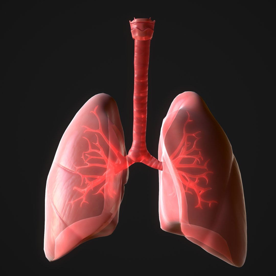 3D model human lungs - TurboSquid 1647190