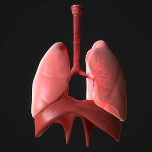 Lungs 3D Models for Download | TurboSquid