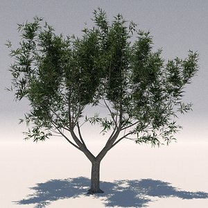 Olive tree 1(Olea europaea)