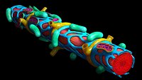 Muscle fiber fibre myofibril anatomy