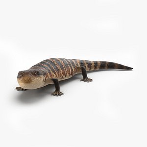 3d blue tongued skink pose model