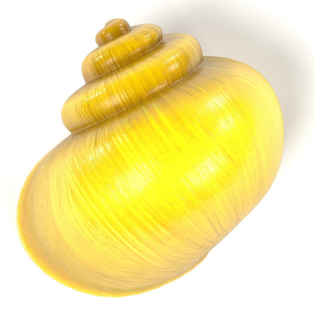 3ds snail shell https://p.turbosquid.com/ts-thumb/AO/1YGfuG/MZtscdvF/snailshellc/jpg/1423925386/1920x1080/fit_q87/85d39844fa0d98554b8b50c96117055cf02908c8/snailshellc.jpg