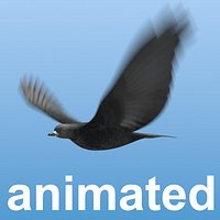 Bird For Flock Animation
