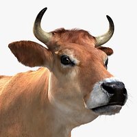 Jersey Cow (with Fur)