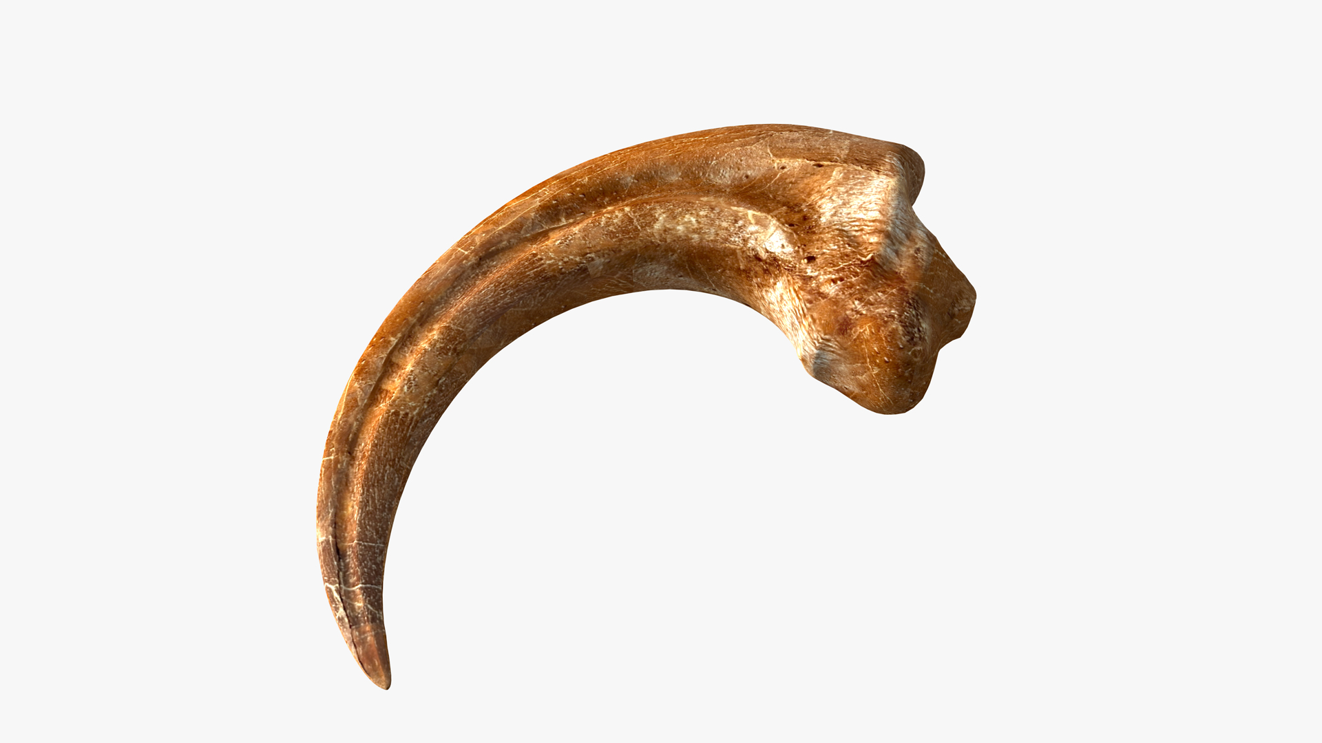 real velociraptor claw fossil for sale