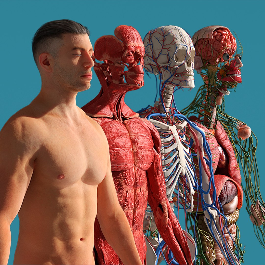 Realistic Male Full Body Anatomy 3D - TurboSquid 2169418, image size:1080x1080