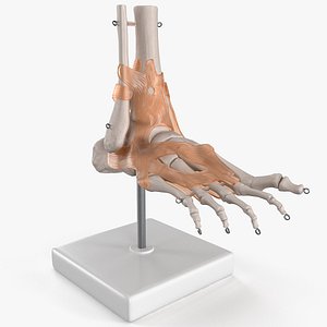 Anatomical Foot Structure with Muscle and Bone System Rigged 3D