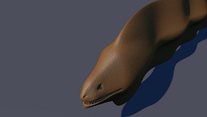 moray eel