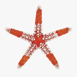 starfish fromia monilis 3D model