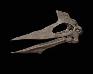 Quetzalcoatlus skull 3D print mode 3D