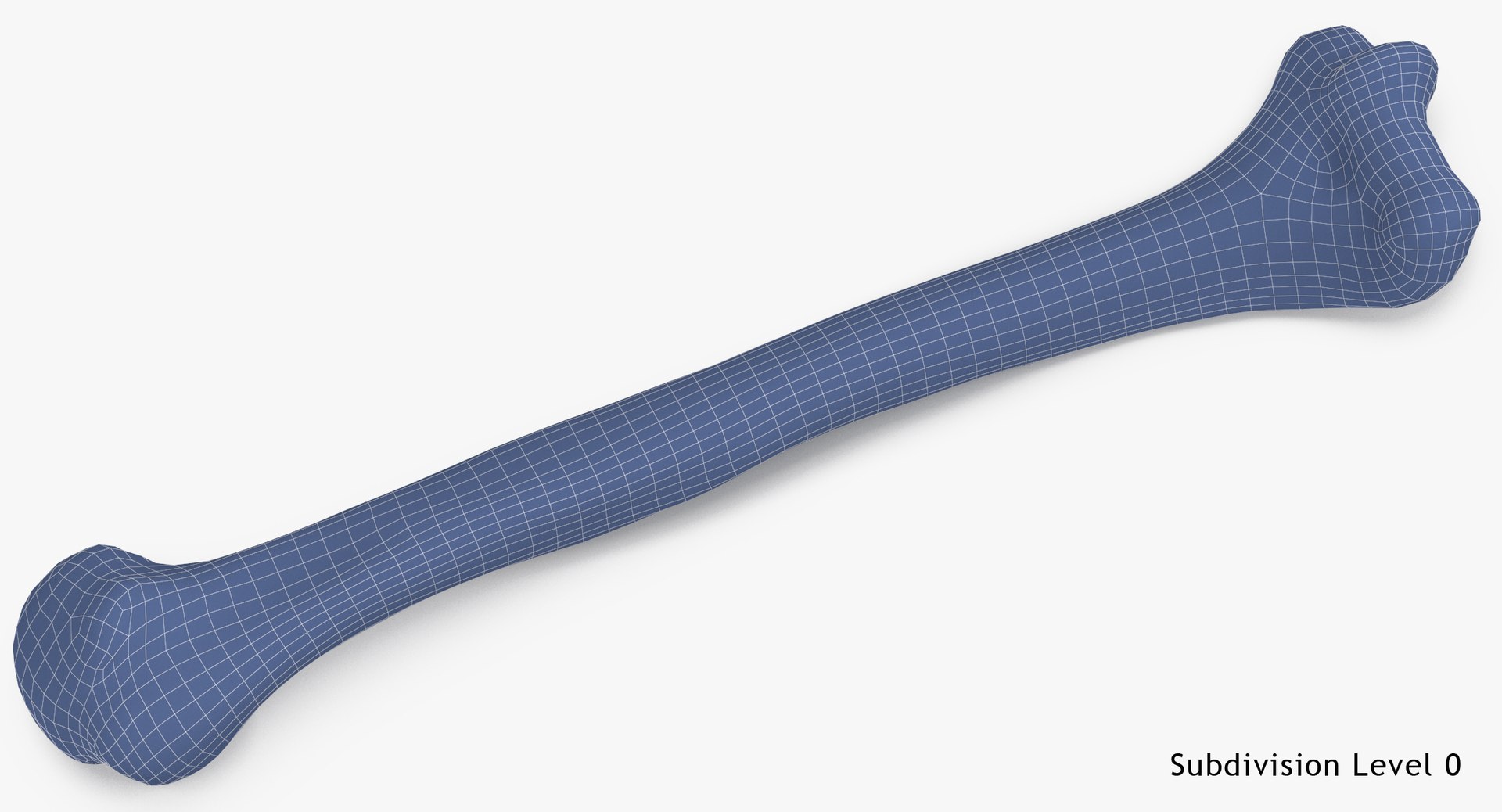 3D Model Human Humerus Bone 01 - TurboSquid 1423206
