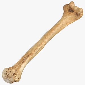 3D model human humerus bone 01