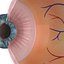 Eye Dissection