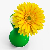 Yellow Gerbera Blossom In Vase