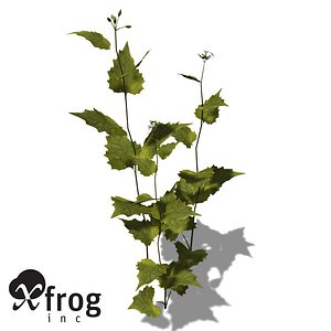3d model xfrogplants garlic mustard herb
