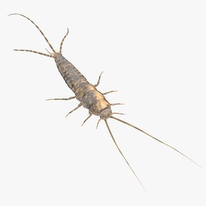 Silverfish Standing